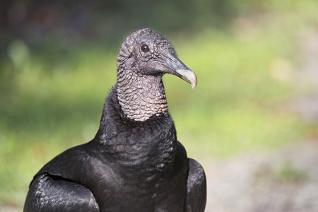 American Black Vulture (Coragyps atratus)の写真素材