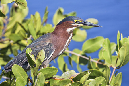A green heron perches on limbs scanning the waters below for fish.の写真素材