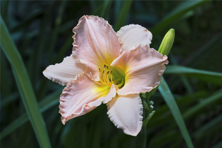 A soft pastel pink daylily with a yellow center blooms in the summer perennial flower garden.の写真素材