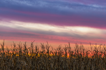 A beautiful, colorful sunset sky tops a Midwestern cornfield at harvest time.の写真素材