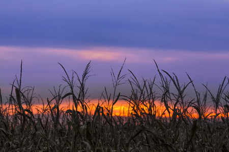 A colorful sunset sky silhouettes a cornfield at autumn harvest time in rural Indiana.の写真素材