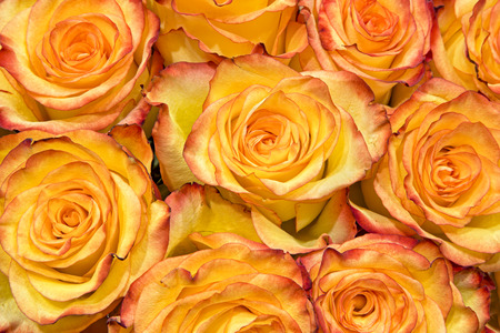 Yellow roses with orange red edges are bunched tightly in a boquet and viewed from above.の写真素材