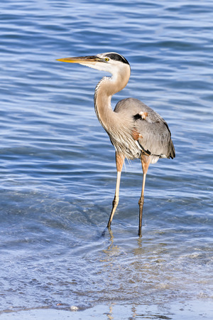 A great blue heron, Ardea herodias, wades in the blue waters of the Gulf of Mexico near Treasure Island, Florida.の写真素材