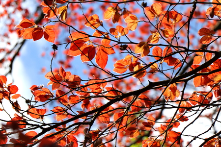 Copper beach (Fagus sylvatica purpurea) foliage against blue sky. Spring season background.