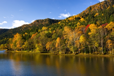 Autumn leavesの写真素材