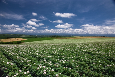 Harvestの写真素材