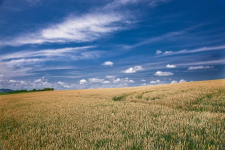 Wheatの写真素材