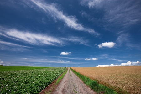 Wheatの写真素材