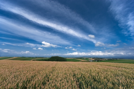 Wheatの写真素材