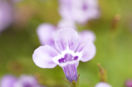 Flowerの写真素材