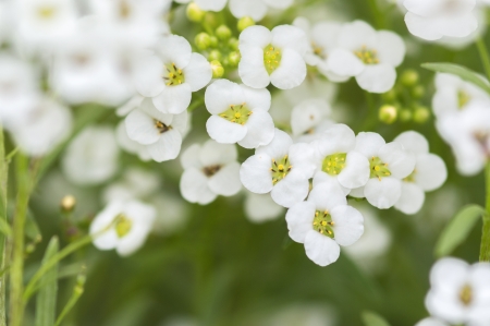 Flowerの写真素材
