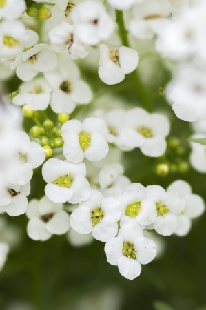 Flowerの写真素材