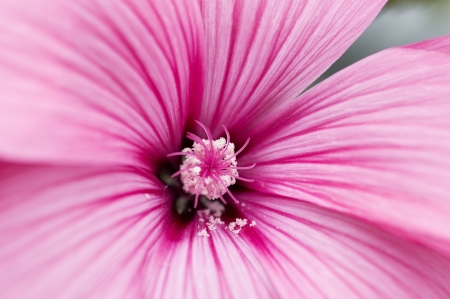 Flowerの写真素材