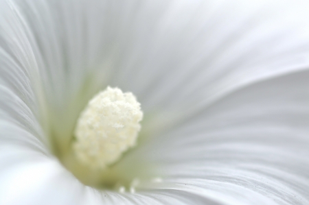 Flowerの写真素材