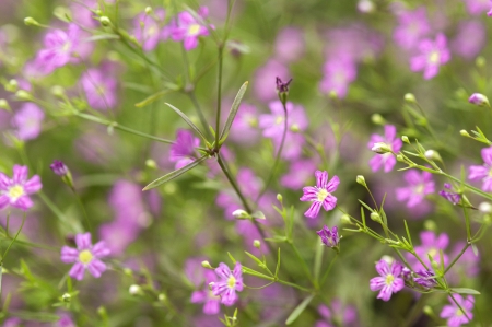Flowerの写真素材