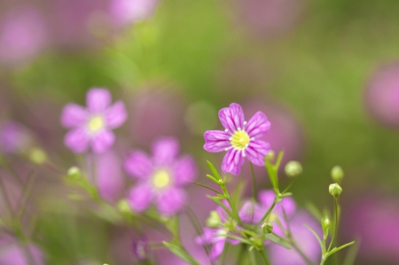 Flowerの写真素材