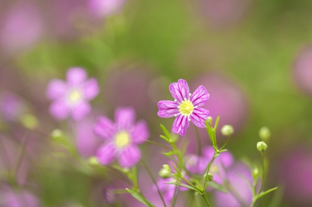 Flowerの写真素材