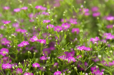 Flowerの写真素材