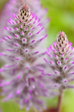 Flowerの写真素材