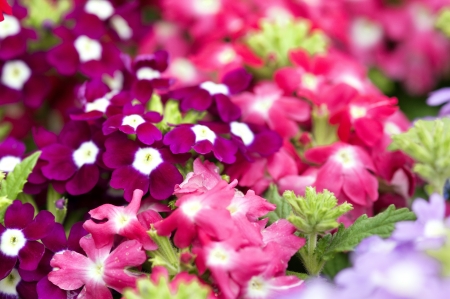 Flowerの写真素材