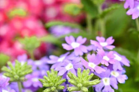 Flowerの写真素材