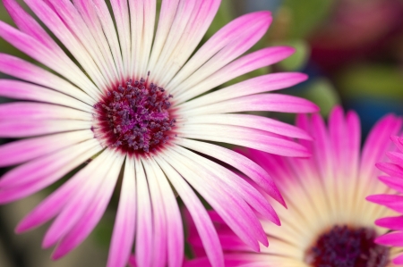 Flowerの写真素材