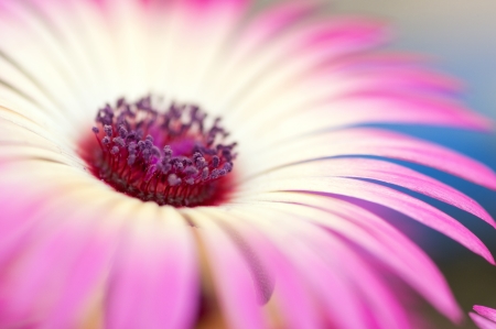 Flowerの写真素材