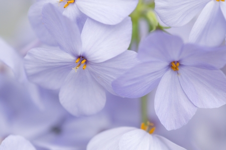Flowerの写真素材