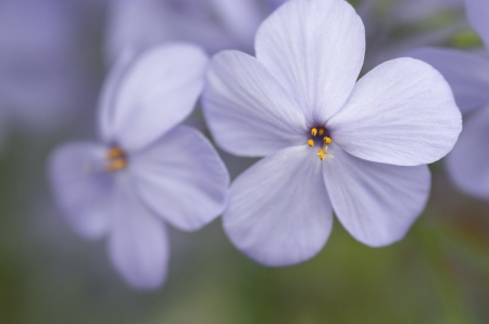Flowerの写真素材