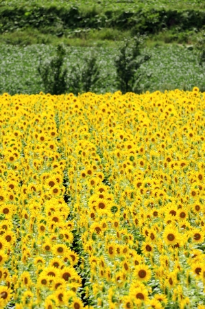 Flowerの写真素材