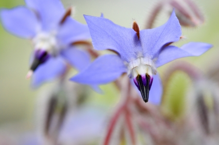 Flowerの写真素材