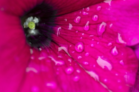 Flowerの写真素材