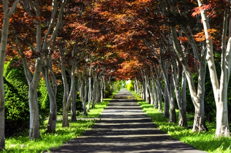 forestの写真素材