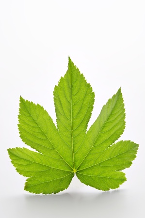 leafの写真素材