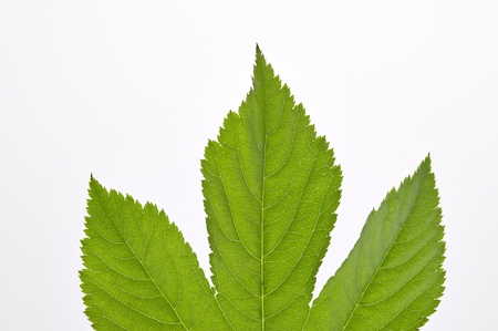leafの写真素材