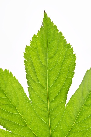 leafの写真素材