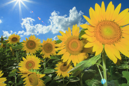 Sunflowerの写真素材