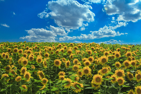 Sunflowerの写真素材