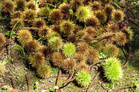 Chestnutの写真素材