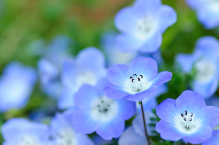 Flower gardenの写真素材