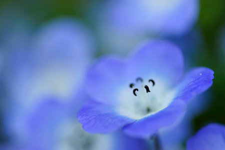 Flower gardenの写真素材