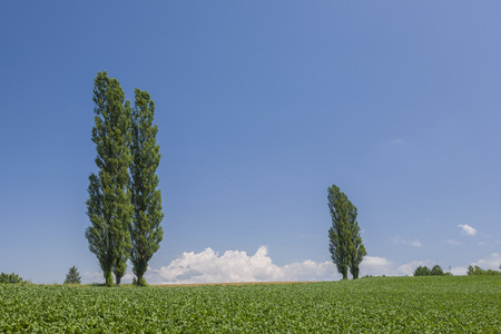 potato fieldの写真素材