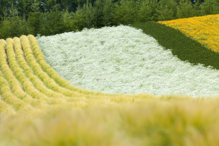 Lavender fieldの写真素材