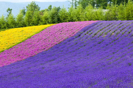 Lavender fieldの写真素材