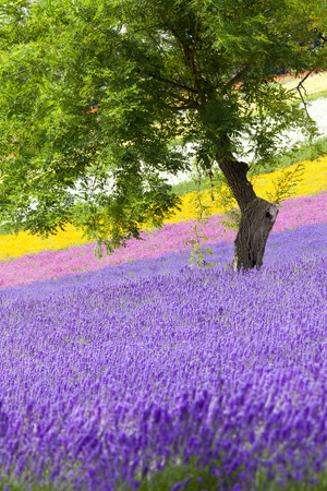 Lavenderの写真素材