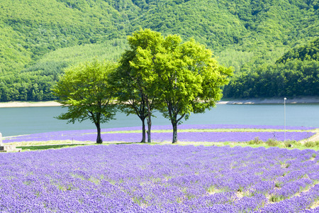 Lavenderの写真素材