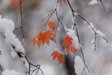 Autumn leavesの写真素材