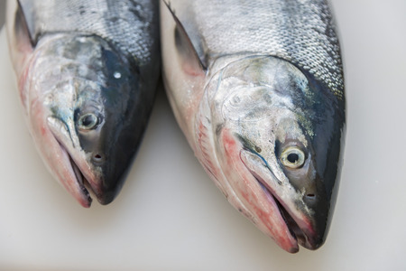Salmon