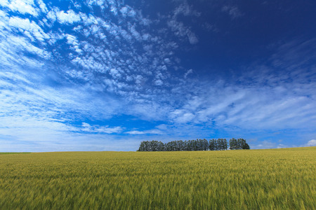 Wheat fieldの写真素材