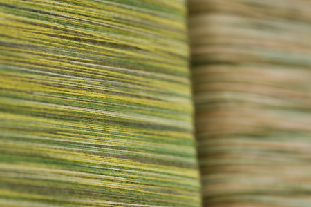 stainingの写真素材